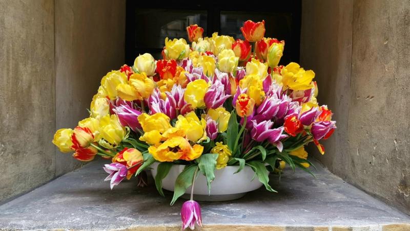 1001 lalele pentru iubita sa de Ziua Femeii. Cât a plătit românul pentru gestul extravagant