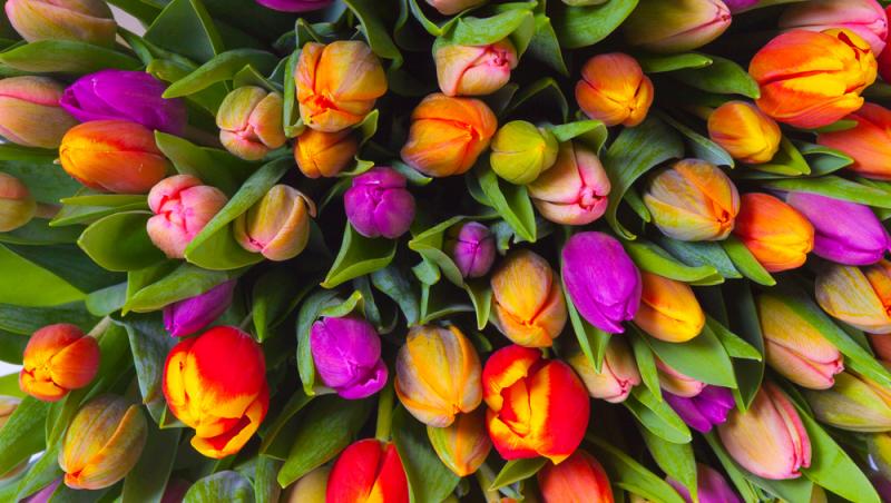 1001 lalele pentru iubita sa de Ziua Femeii. Cât a plătit românul pentru gestul extravagant