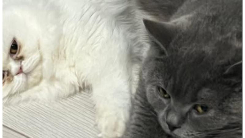 Mireasa, sezon 8. Bia, transformare remarcabilă. Cum arată acum soția lui Robert. A slăbit 13 kilograme și are acid în buze