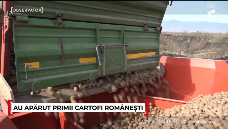 Cât costă un kilogram de cartofi noi românești la începutul primăverii. Românii scot bani frumoși din portofele