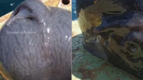Creatura cu cap de extraterestru pescuită de un pescar i-a speriat pe localnici. Ce este, de fapt, vietatea