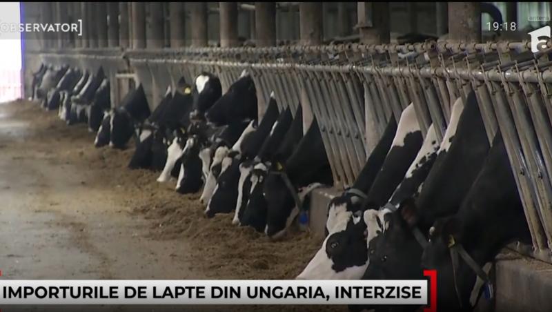 Laptele și carnea din Ungaria, interzise în România din motive sanitare. Ce e febra aftoasă și de ce vor exista creșteri de preț