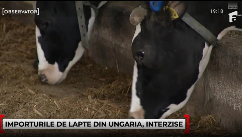 Laptele și carnea din Ungaria, interzise în România din motive sanitare. Ce e febra aftoasă și de ce vor exista creșteri de preț