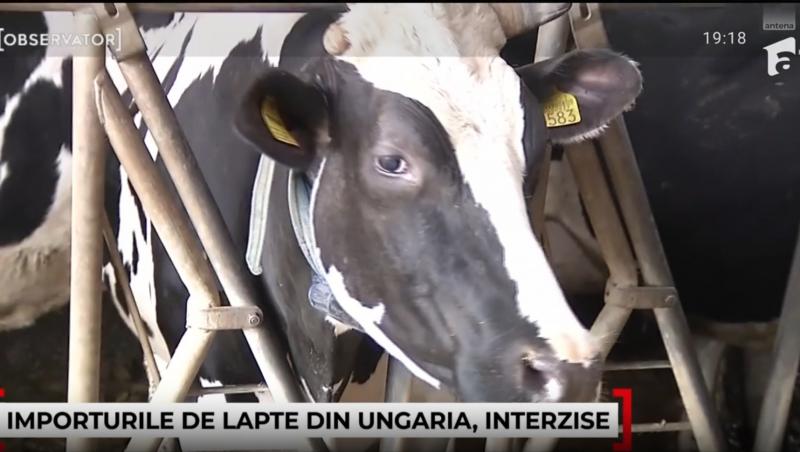 Laptele și carnea din Ungaria, interzise în România din motive sanitare. Ce e febra aftoasă și de ce vor exista creșteri de preț