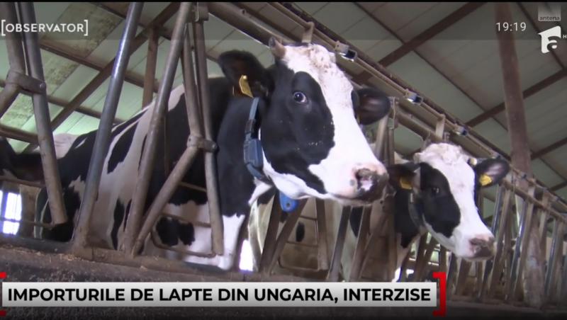Laptele și carnea din Ungaria, interzise în România din motive sanitare. Ce e febra aftoasă și de ce vor exista creșteri de preț