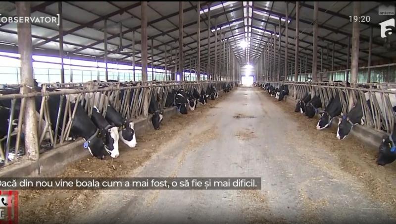 Laptele și carnea din Ungaria, interzise în România din motive sanitare. Ce e febra aftoasă și de ce vor exista creșteri de preț