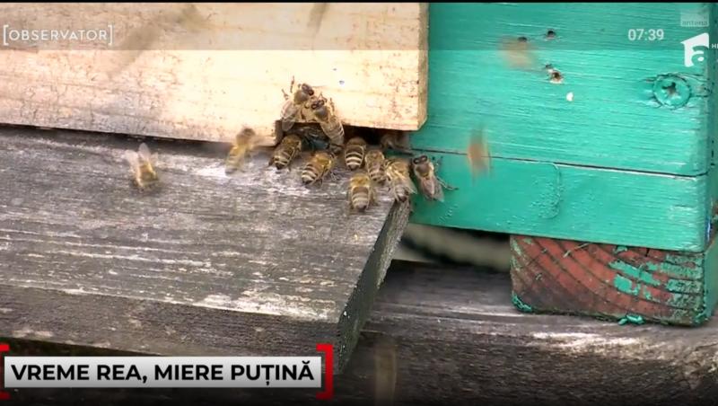 Cât a ajuns să coste un borcan de miere în 2025. Motivul pentru care producția este în scădere