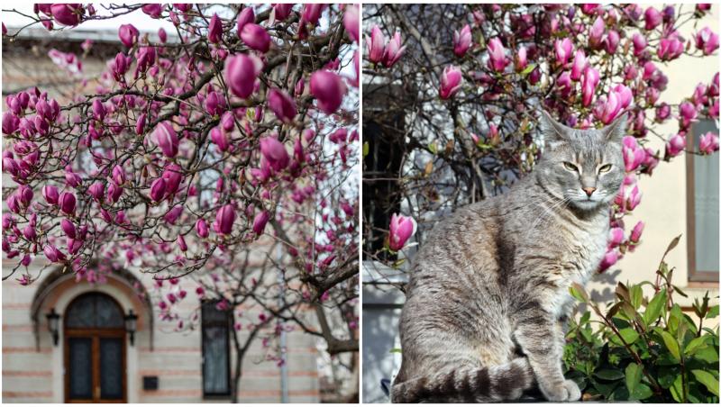Magnolii și un motan gri