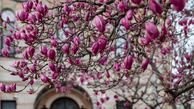 Unde pot fi admirate cele mai frumoase magnolii. În Capitală a început deja vânătoarea pentru cele mai reușite fotografii