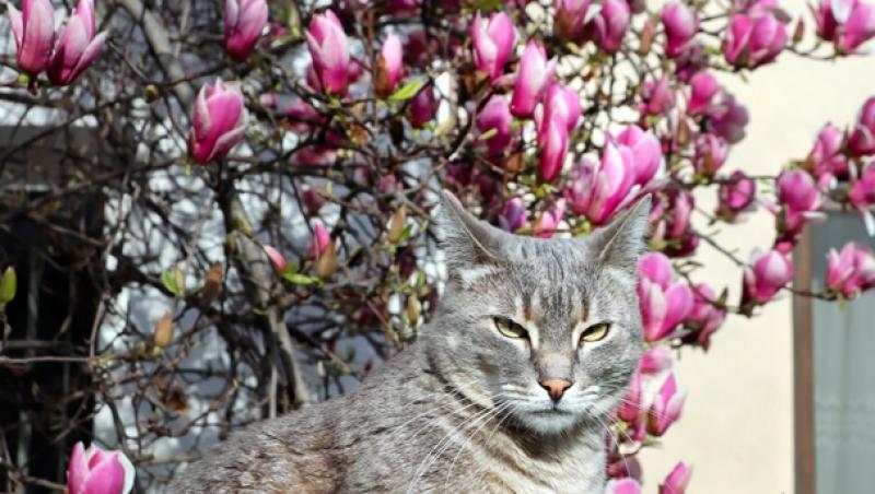 Unde pot fi admirate cele mai frumoase magnolii. În Capitală a început deja vânătoarea pentru cele mai reușite fotografii