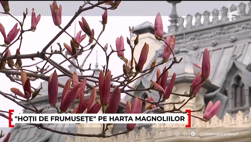 Unde pot fi admirate cele mai frumoase magnolii. În Capitală a început deja vânătoarea pentru cele mai reușite fotografii