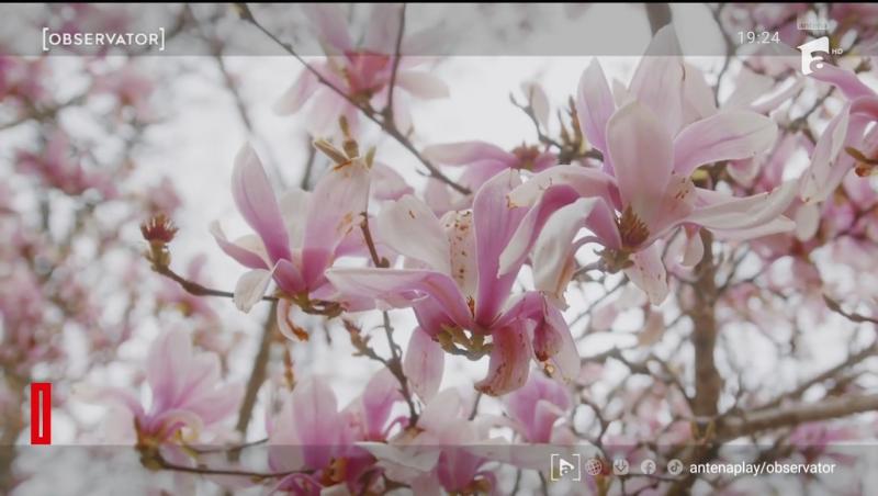 Unde pot fi admirate cele mai frumoase magnolii. În Capitală a început deja vânătoarea pentru cele mai reușite fotografii