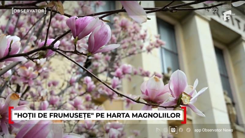 Unde pot fi admirate cele mai frumoase magnolii. În Capitală a început deja vânătoarea pentru cele mai reușite fotografii