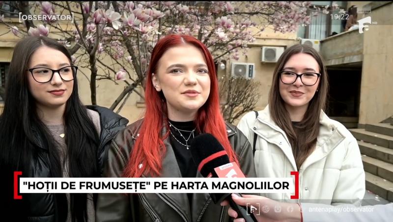 Unde pot fi admirate cele mai frumoase magnolii. În Capitală a început deja vânătoarea pentru cele mai reușite fotografii
