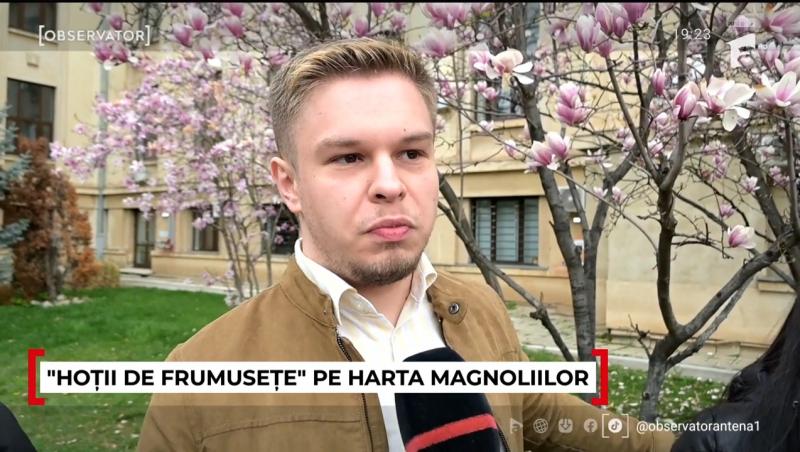 Unde pot fi admirate cele mai frumoase magnolii. În Capitală a început deja vânătoarea pentru cele mai reușite fotografii