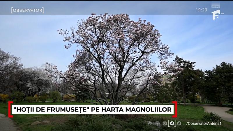 Unde pot fi admirate cele mai frumoase magnolii. În Capitală a început deja vânătoarea pentru cele mai reușite fotografii