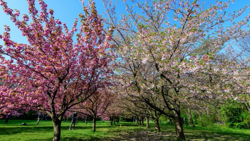 Prognoză meteo 31 martie - 5 aprilie 2025. Cum va fi vremea în România la începutul lunii