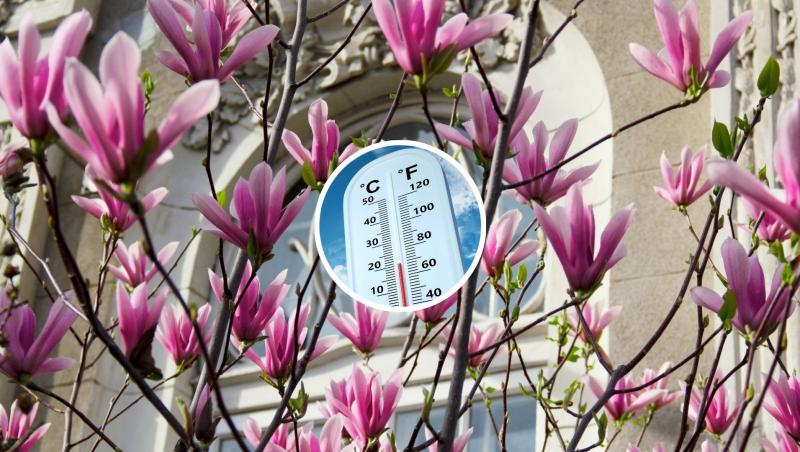 Flori de magnolie și o imagine cu un termometru pozat spre cer