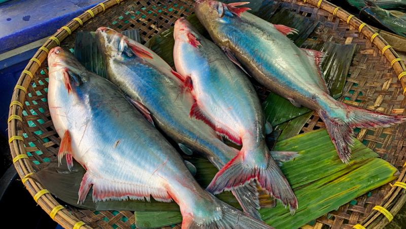 Peștele care îți afectează grav sănătatea. Este printre achizițiile populare ale românilor pentru că este ieftin