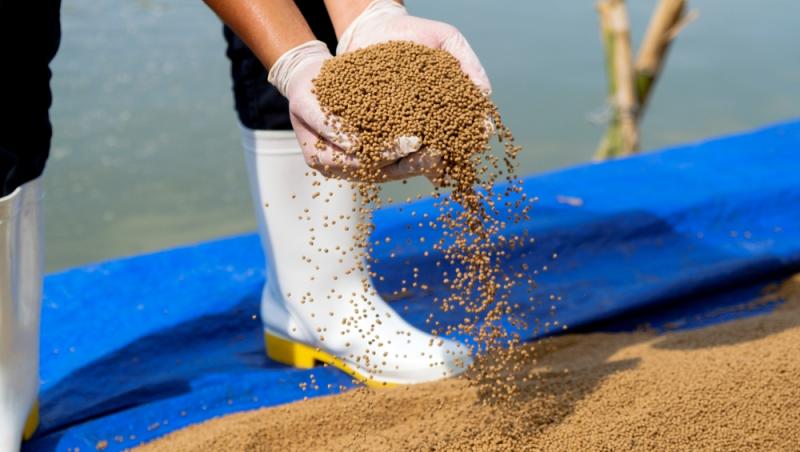 Peștele care îți afectează grav sănătatea. Este printre achizițiile populare ale românilor pentru că este ieftin