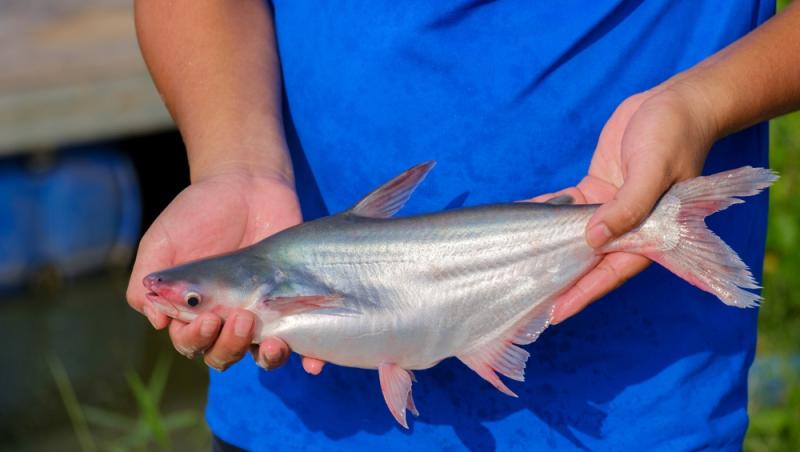 Peștele care îți afectează grav sănătatea. Este printre achizițiile populare ale românilor pentru că este ieftin