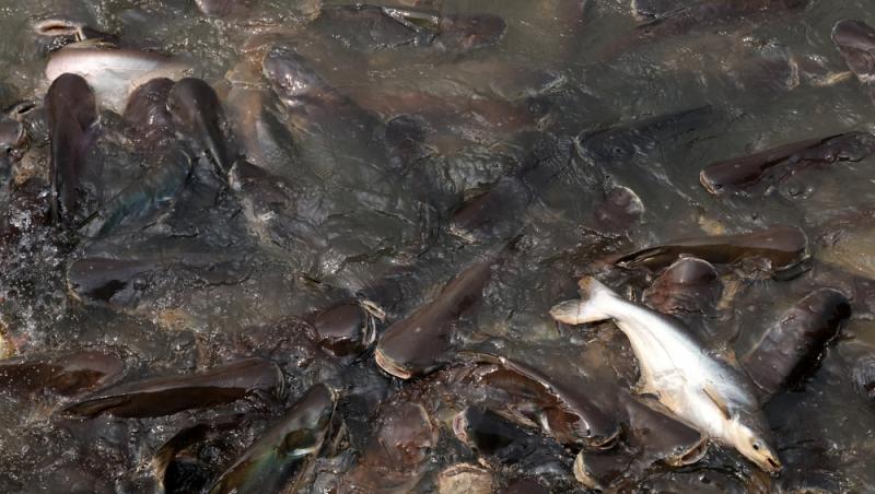 Peștele care îți afectează grav sănătatea. Este printre achizițiile populare ale românilor pentru că este ieftin