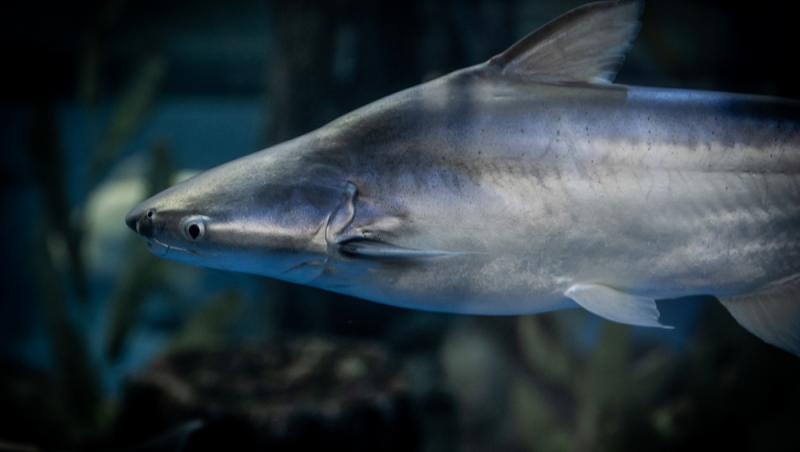 Peștele care îți afectează grav sănătatea. Este printre achizițiile populare ale românilor pentru că este ieftin