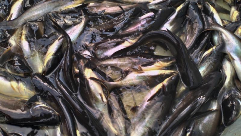 Peștele care îți afectează grav sănătatea. Este printre achizițiile populare ale românilor pentru că este ieftin