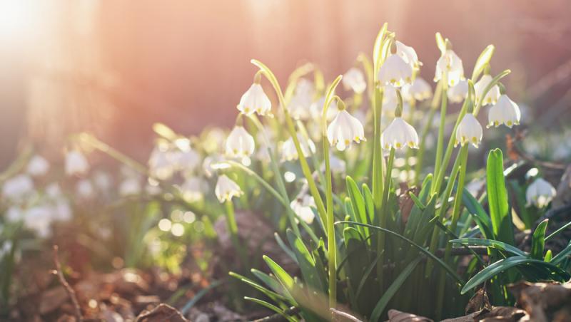Record de vânzări la flori. Românii au cheltuit zeci de milioane de euro la început de luna martie. Ce buchete au preferat