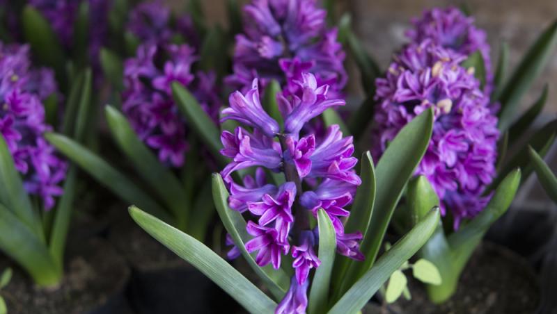 Record de vânzări la flori. Românii au cheltuit zeci de milioane de euro la început de luna martie. Ce buchete au preferat