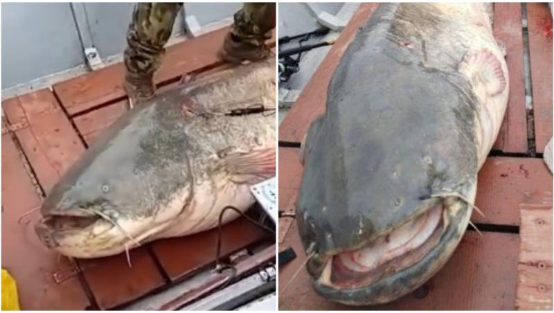 Somn de aproape 3 metri capturat pe Dunăre!