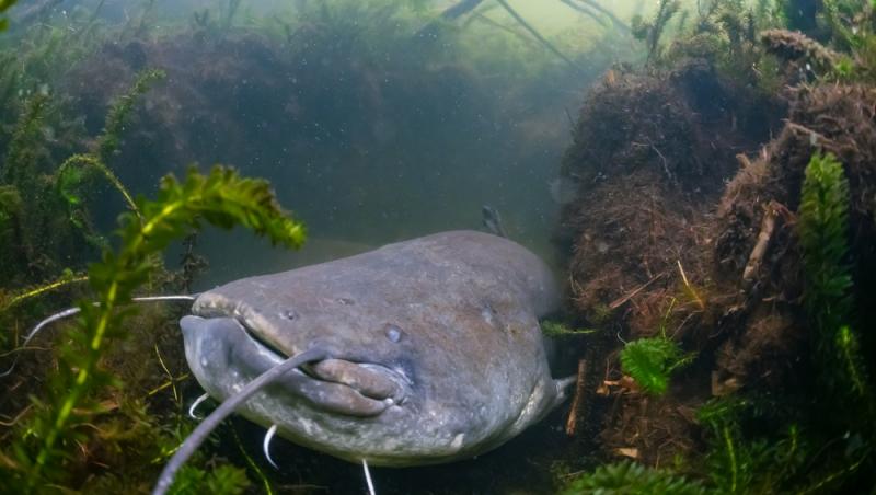 Somn de aproape 3 metri capturat pe Dunăre! Cum arată „monstrul” și de ce spun oamenii că ar putea fi un nou record mondial