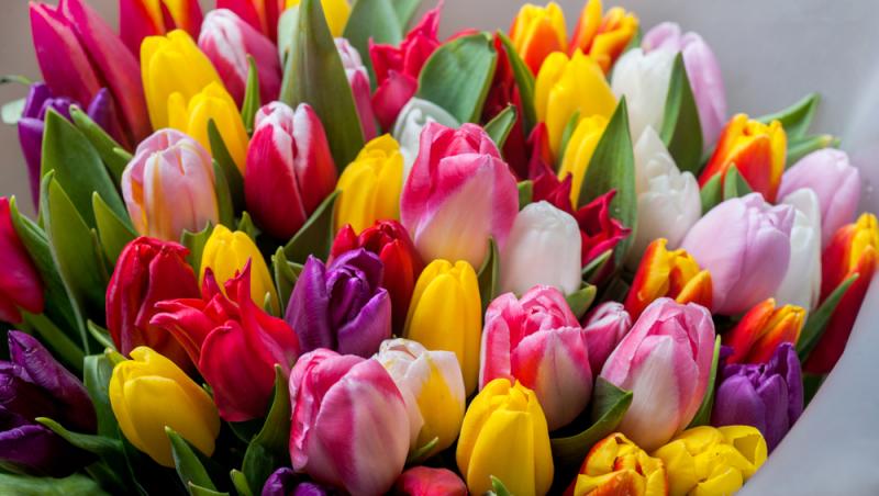 Lalelele, unele dintre cele mai populare flori de primăvară. Ce semnificație au în funcție de culoare