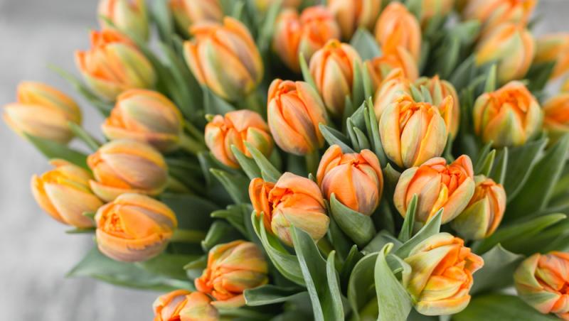 Lalelele, unele dintre cele mai populare flori de primăvară. Ce semnificație au în funcție de culoare