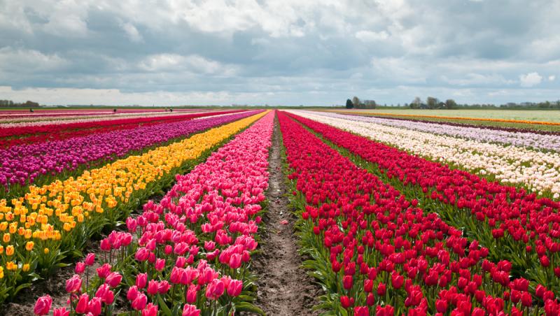 Lalelele, unele dintre cele mai populare flori de primăvară. Ce semnificație au în funcție de culoare