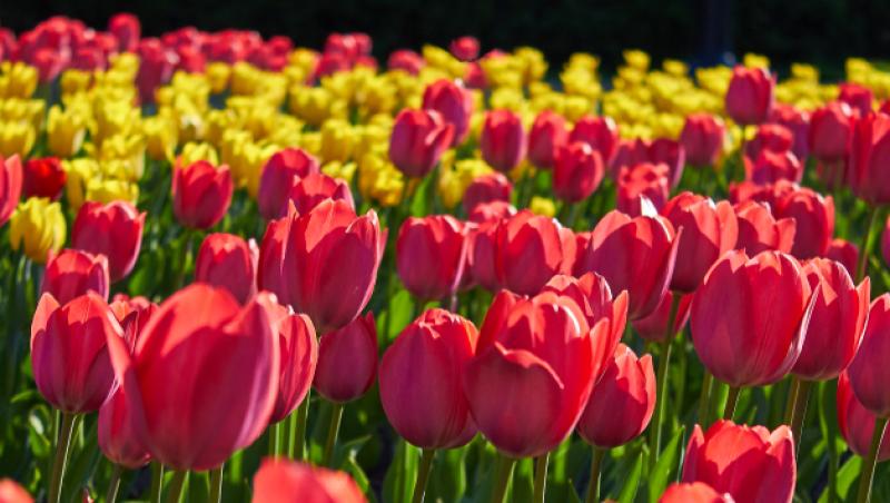 Lalelele, unele dintre cele mai populare flori de primăvară. Ce semnificație au în funcție de culoare