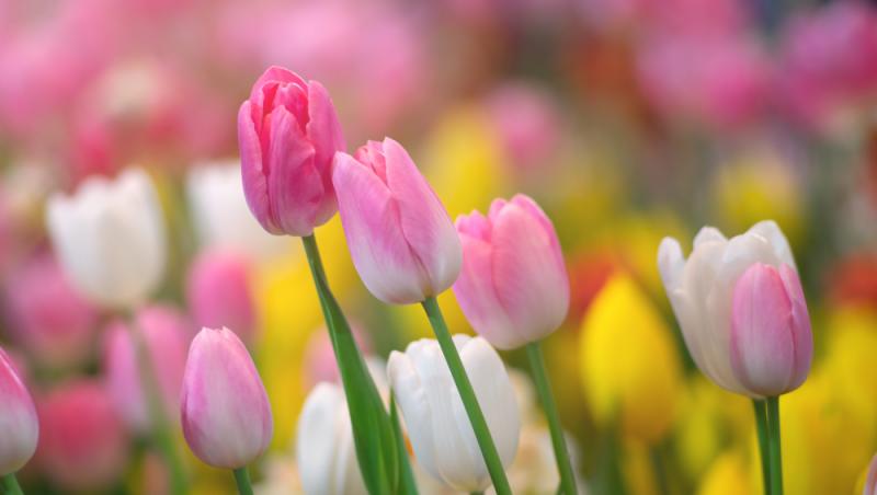 Lalelele, unele dintre cele mai populare flori de primăvară. Ce semnificație au în funcție de culoare