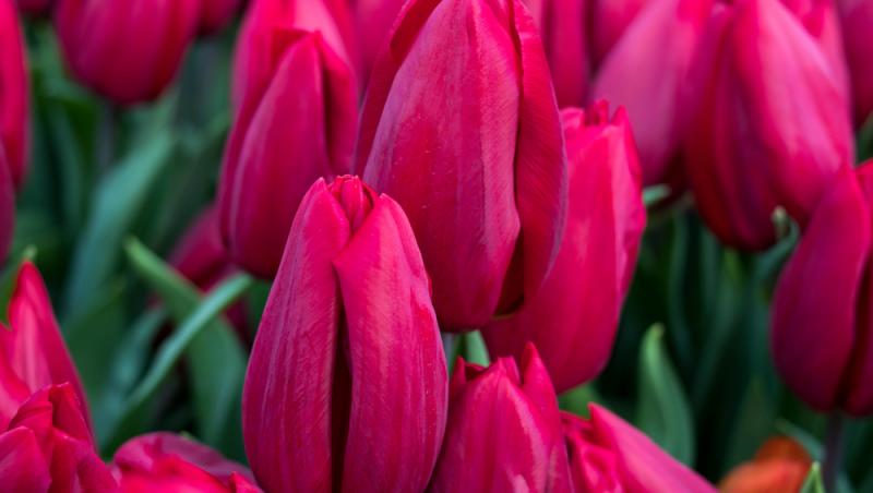 Lalelele, unele dintre cele mai populare flori de primăvară. Ce semnificație au în funcție de culoare