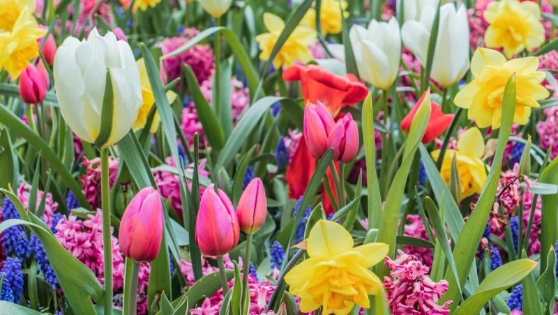 Lalelele, unele dintre cele mai populare flori de primăvară. Ce semnificație au în funcție de culoare