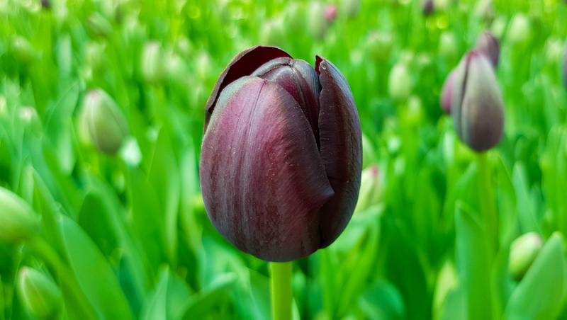 Lalelele, unele dintre cele mai populare flori de primăvară. Ce semnificație au în funcție de culoare