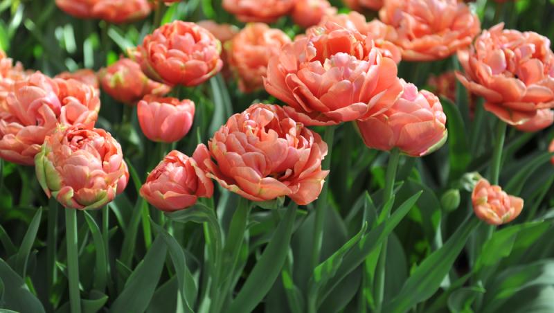 Lalelele, unele dintre cele mai populare flori de primăvară. Ce semnificație au în funcție de culoare