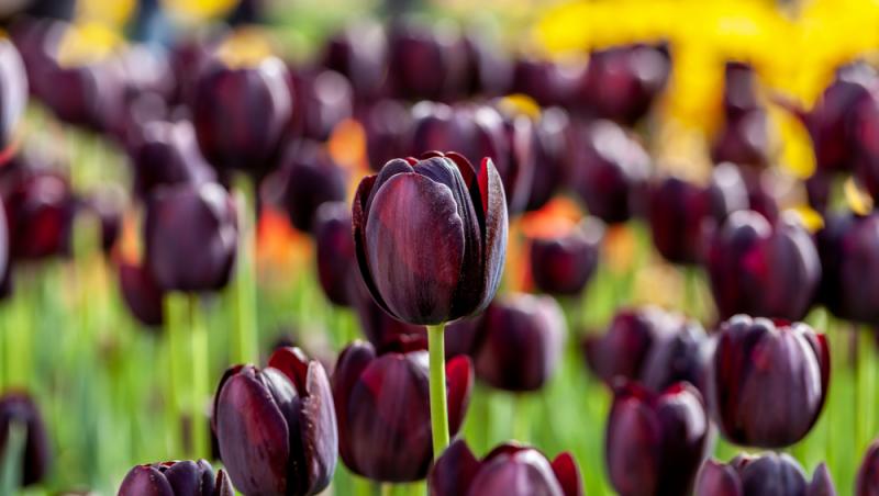 Lalelele, unele dintre cele mai populare flori de primăvară. Ce semnificație au în funcție de culoare