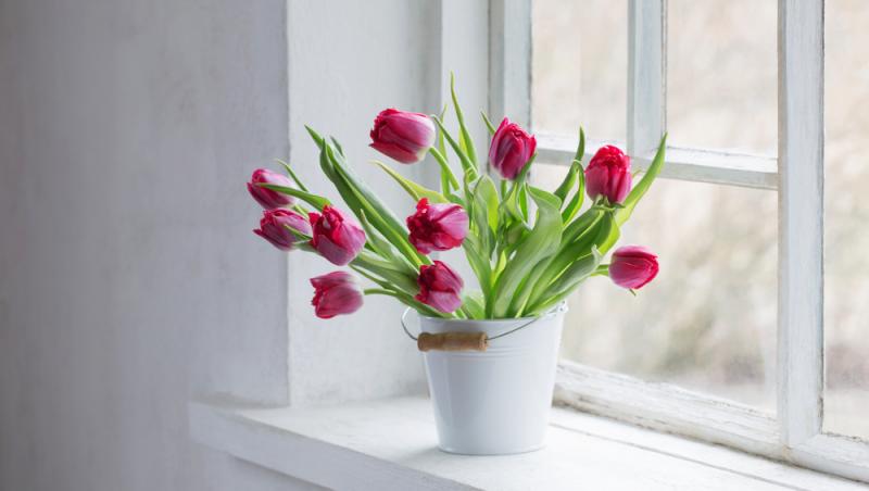 Lalelele, unele dintre cele mai populare flori de primăvară. Ce semnificație au în funcție de culoare