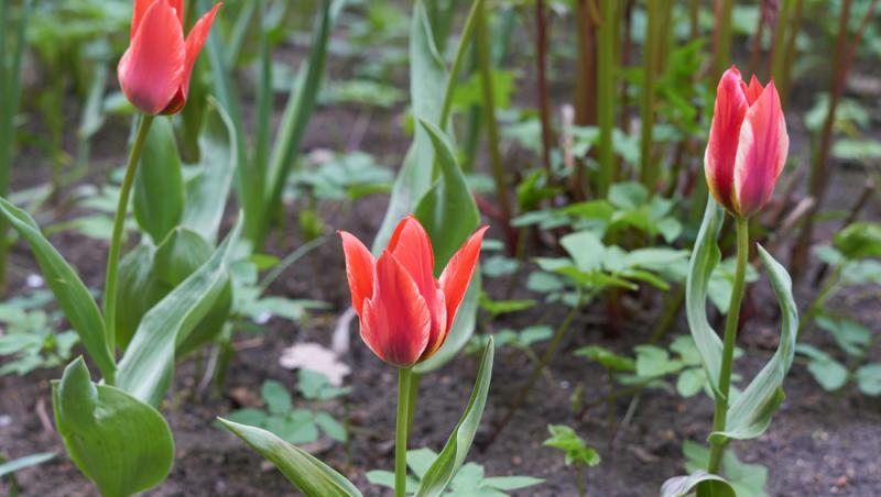 Lalelele, unele dintre cele mai populare flori de primăvară. Ce semnificație au în funcție de culoare