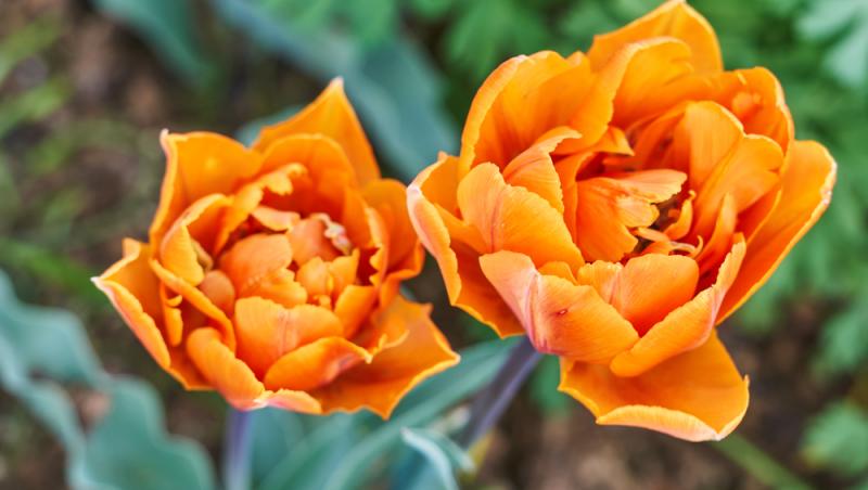 Lalelele, unele dintre cele mai populare flori de primăvară. Ce semnificație au în funcție de culoare
