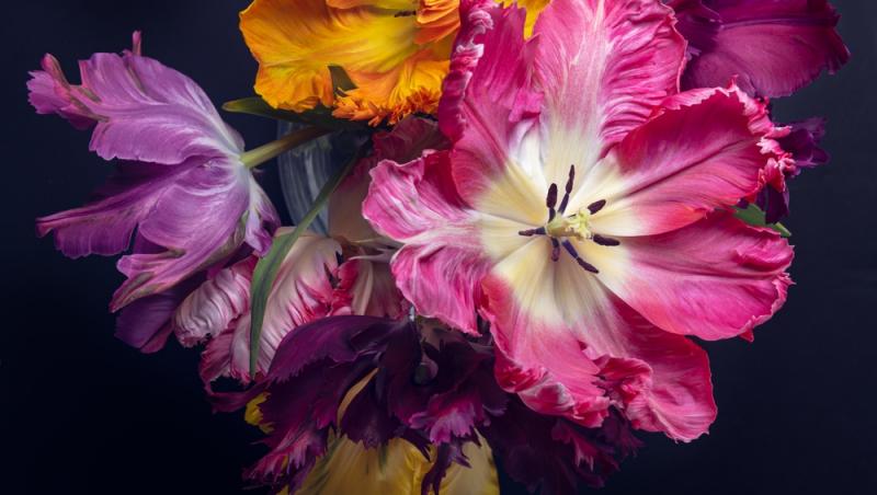 Lalelele, unele dintre cele mai populare flori de primăvară. Ce semnificație au în funcție de culoare