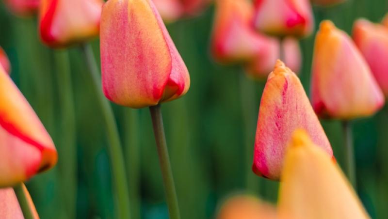 Lalelele, unele dintre cele mai populare flori de primăvară. Ce semnificație au în funcție de culoare