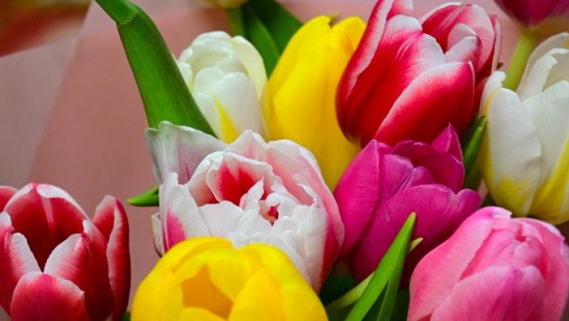 Lalelele, unele dintre cele mai populare flori de primăvară. Ce semnificație au în funcție de culoare
