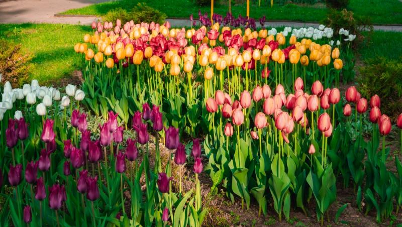 Lalelele, unele dintre cele mai populare flori de primăvară. Ce semnificație au în funcție de culoare
