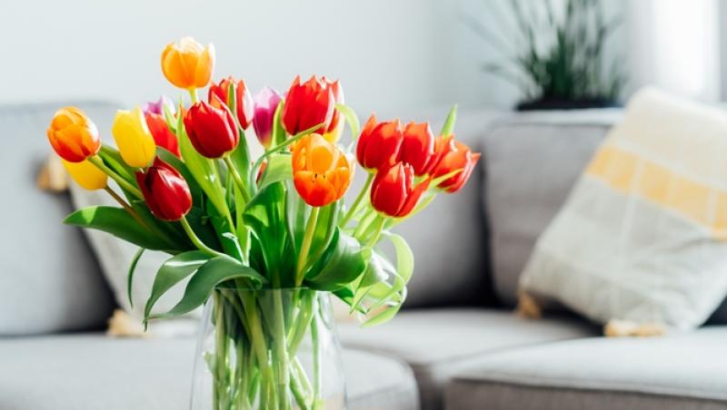 Lalelele, unele dintre cele mai populare flori de primăvară. Ce semnificație au în funcție de culoare